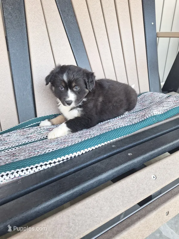 Max – Miniature Australian Shepherd puppy for sale in Saint Joe, IN