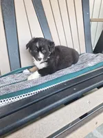 Max, a female Miniature Australian Shepherd for sale in Saint Joe, IN – 1 of 1