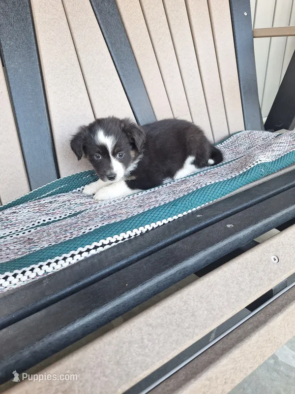Laney – Miniature Australian Shepherd puppy for sale in Saint Joe, IN