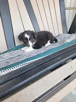 Laney, a female Miniature Australian Shepherd for sale in Saint Joe, IN – 1 of 1