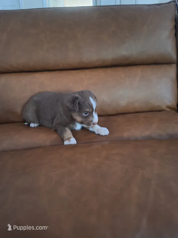 Ashley , a female Miniature Australian Shepherd for sale in Saint Joe, IN – 1 of 2