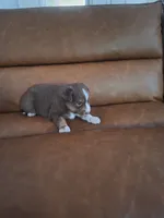 Ashley , a female Miniature Australian Shepherd for sale in Saint Joe, IN – 1 of 2