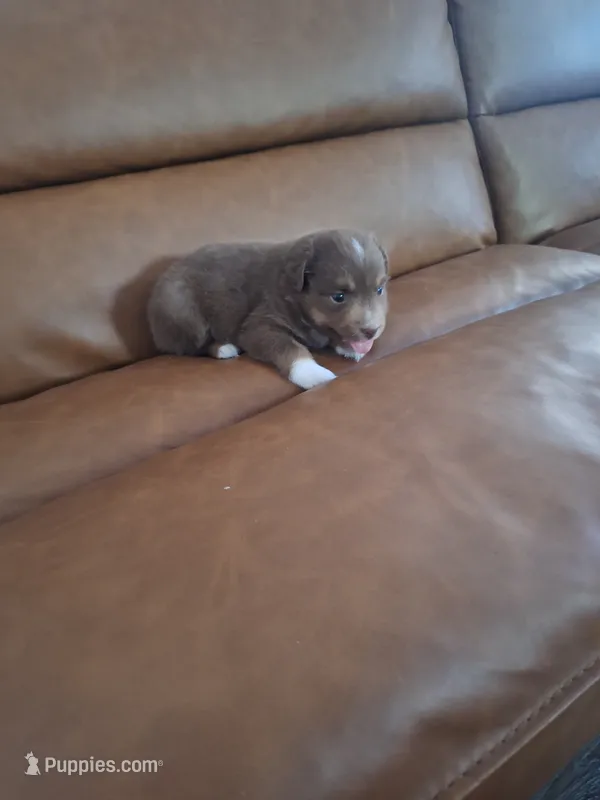 Ella, a female Miniature Australian Shepherd for sale in Saint Joe, IN – 1 of 2