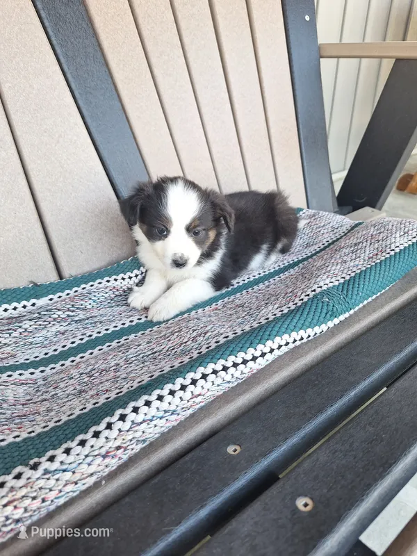 Lilly – Miniature Australian Shepherd puppy for sale in Saint Joe, IN