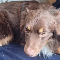 Charlie, a male Miniature Australian Shepherd for sale in Saint Joe, IN – 1 of 1