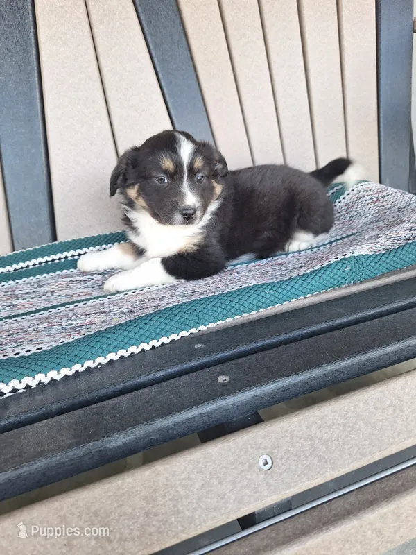 Teddy – Miniature Australian Shepherd puppy for sale in Saint Joe, IN