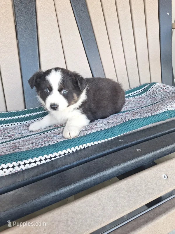 Milo – Miniature Australian Shepherd puppy for sale in Saint Joe, IN
