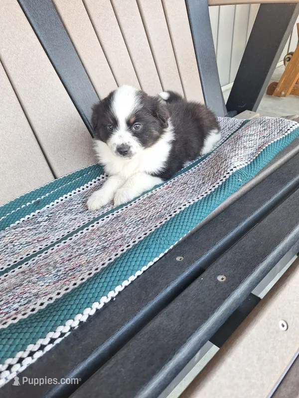 Layla – Miniature Australian Shepherd puppy for sale in Saint Joe, IN