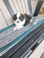 Layla, a female Miniature Australian Shepherd for sale in Saint Joe, IN – 1 of 1