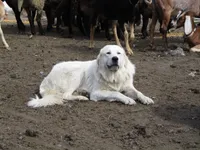 Daisy, a female Great Pyrenees for sale in Fulton, MO – Photo 9 of 10
