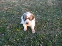 Daisy, a female Great Pyrenees for sale in Fulton, MO – Photo 2 of 10