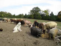 Daisy, a female Great Pyrenees for sale in Fulton, MO – Photo 10 of 10