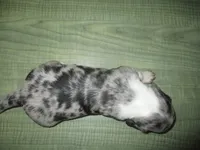 Della, a female Dachshund and Miniature Australian Shepherd for sale in Fulton, MO – 3 of 10