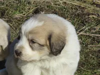 Della, a female Komondor for sale in Fulton, MO – Photo 1 of 10