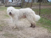 Della, a female Komondor for sale in Fulton, MO – Photo 10 of 10