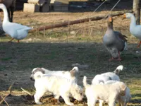 Della, a female Komondor for sale in Fulton, MO – Photo 7 of 10
