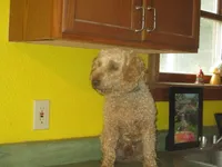 Drake, a male Poodle - Miniature  for sale in Fulton, MO – 7 of 8