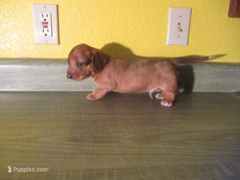 Owen – Dachshund, Miniature Australian Shepherd puppy for sale in Fulton, MO