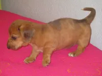 Owen, a male Dachshund and Miniature Australian Shepherd for sale in Fulton, MO – 8 of 10