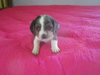 Della, a female Dachshund and Miniature Australian Shepherd for sale in Fulton, MO – 5 of 10