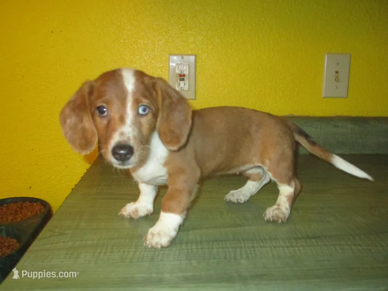 Beauty – Dachshund, Miniature Australian Shepherd puppy for sale in Fulton, MO