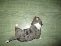 Daisy, a female Dachshund and Miniature Australian Shepherd for sale in Fulton, MO – 3 of 6