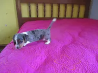 Della, a female Dachshund and Miniature Australian Shepherd for sale in Fulton, MO – 6 of 10
