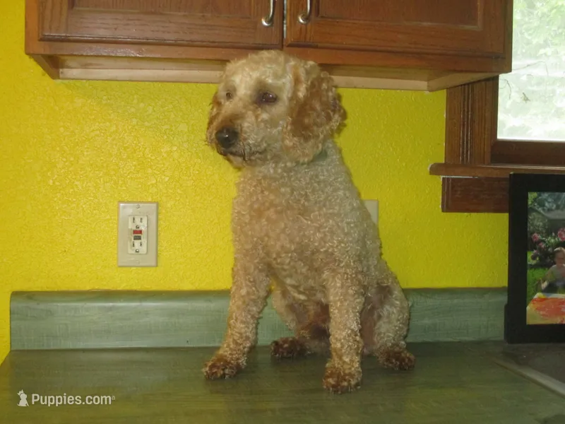 Drake – Poodle - Miniature  puppy for sale in Fulton, MO