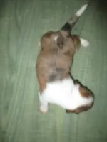 Beauty, a female Dachshund and Miniature Australian Shepherd for sale in Fulton, MO – 2 of 7