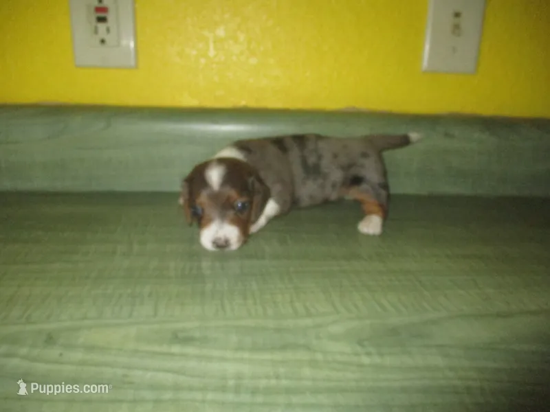 Daisy – Dachshund, Miniature Australian Shepherd puppy for sale in Fulton, MO