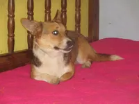Pearl, a female Pembroke Welsh Corgi for sale in Fulton, MO – 4 of 6