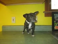 Molly, a female Chihuahua for sale in Fulton, MO – 10 of 10