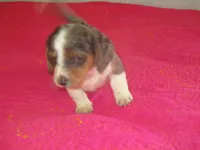 Della, a female Dachshund and Miniature Australian Shepherd for sale in Fulton, MO – 7 of 10