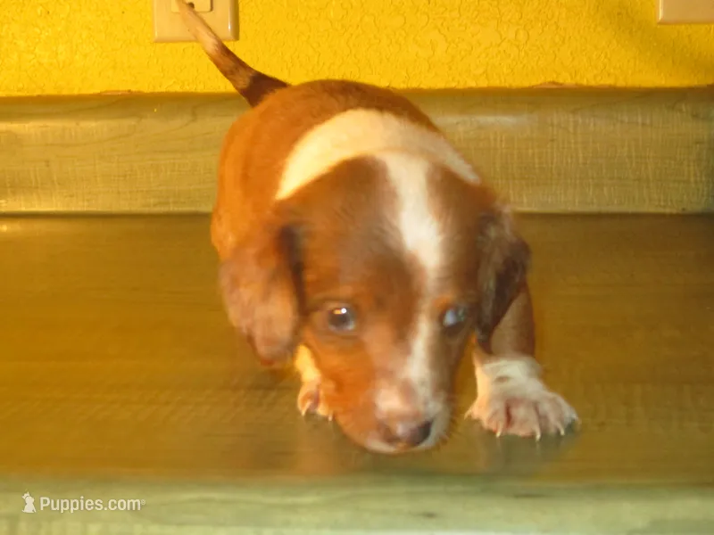 Beauty – Dachshund, Miniature Australian Shepherd puppy for sale in Fulton, MO