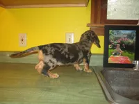 Mazy, a female Dachshund and Miniature Australian Shepherd for sale in Fulton, MO – 7 of 10