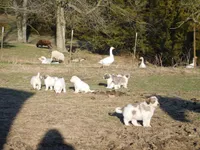 Beauty, a female Komondor for sale in Fulton, MO – Photo 3 of 10