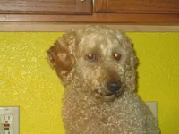 Drake, a male Poodle - Miniature  for sale in Fulton, MO – 3 of 8