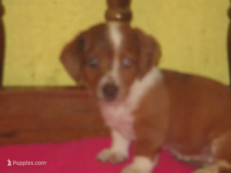 Beauty – Dachshund, Miniature Australian Shepherd puppy for sale in Fulton, MO
