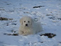 Della, a female Great Pyrenees for sale in Fulton, MO – Photo 3 of 10