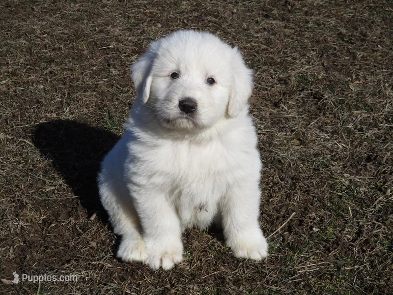 Della, a female Great Pyrenees for sale in Fulton, MO – Photo 1 of 10