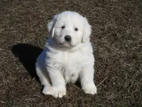 Della, a female Great Pyrenees for sale in Fulton, MO – Photo 1 of 10