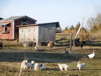 Della, a female Great Pyrenees for sale in Fulton, MO – Photo 5 of 10