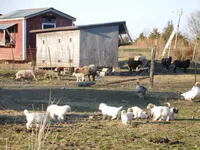 Della, a female Great Pyrenees for sale in Fulton, MO – Photo 4 of 10