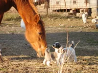 Della, a female Great Pyrenees for sale in Fulton, MO – Photo 6 of 10