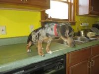 Opal, a female Dachshund and Miniature Australian Shepherd for sale in Fulton, MO – 5 of 8