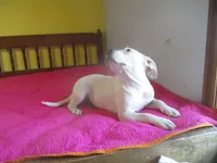 Daisy, a female American Pit Bull Terrier for sale in Fulton, MO – 8 of 10