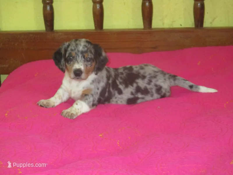 Maxi – Dachshund, Miniature Australian Shepherd puppy for sale in Fulton, MO