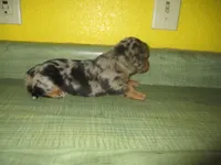 Mazy, a female Dachshund and Miniature Australian Shepherd for sale in Fulton, MO – 6 of 8