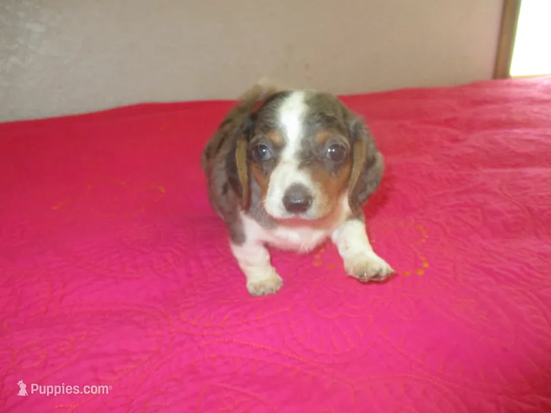 Della – Dachshund, Miniature Australian Shepherd puppy for sale in Fulton, MO