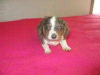 Della, a female Dachshund and Miniature Australian Shepherd for sale in Fulton, MO – 1 of 10